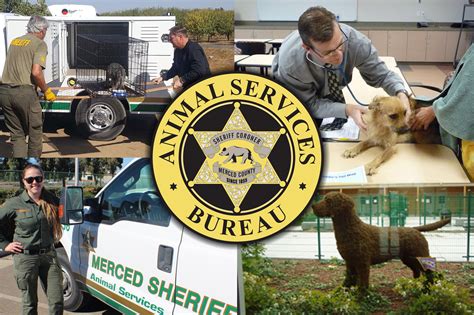 Merced county animal shelter - Santa Barbara County Animal Services. 548 W. Foster Road. Santa Maria, CA 93455. Get directions.